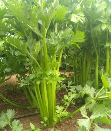 西洋芹清脆爽口似黄瓜,富含粗纤维