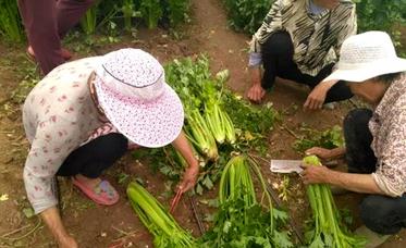 农户种植的西洋芹