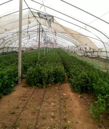 大棚里种植的优质西洋芹